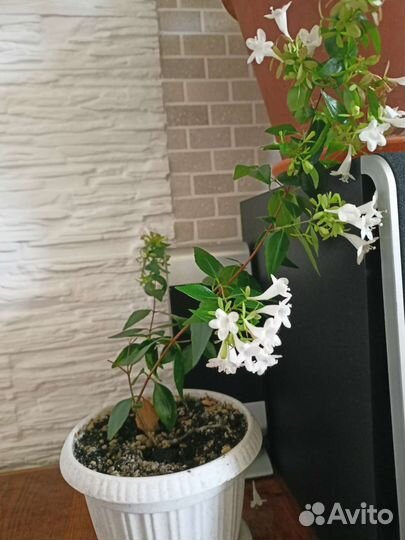 Экзотические комнатные растения