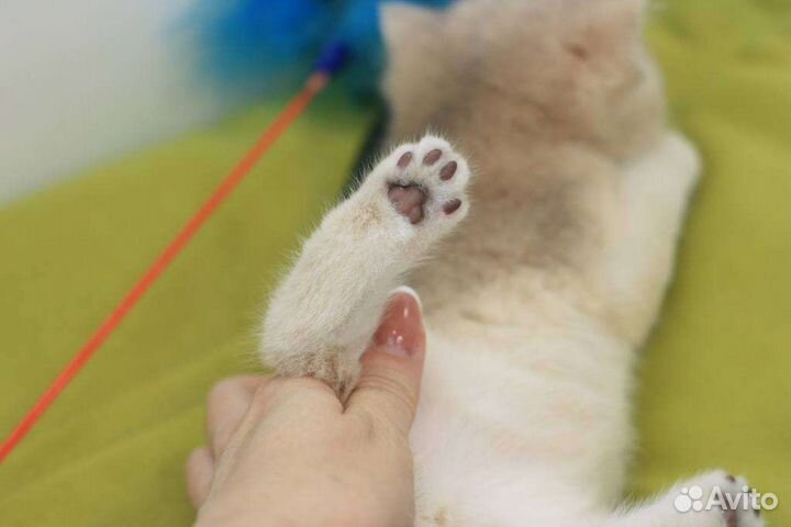 Британская шиншилла голубое золото