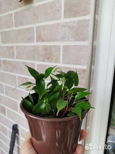 Фикус бенджамина