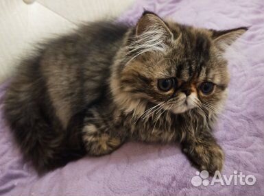 Персидский котик