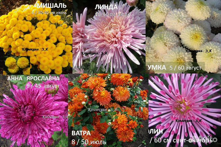 Хризантемы садовые, 8 кв. Доставка. Почтой