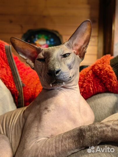 Сфинкс петерболд