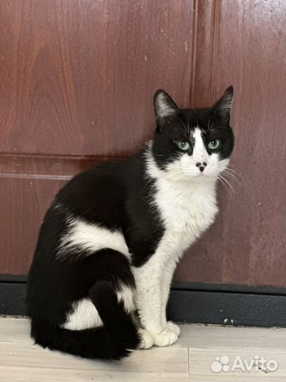 Кот Василий в добрые руки