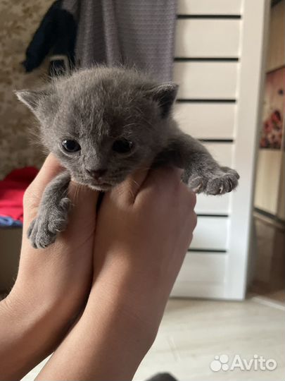 Британские котята