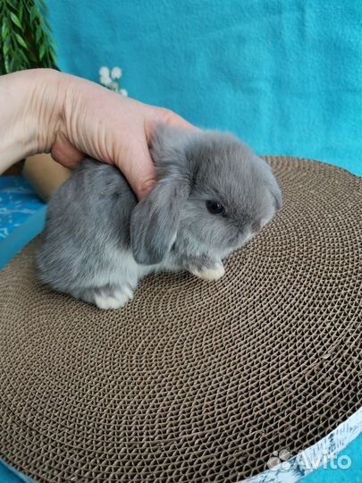 Крольчата малыши