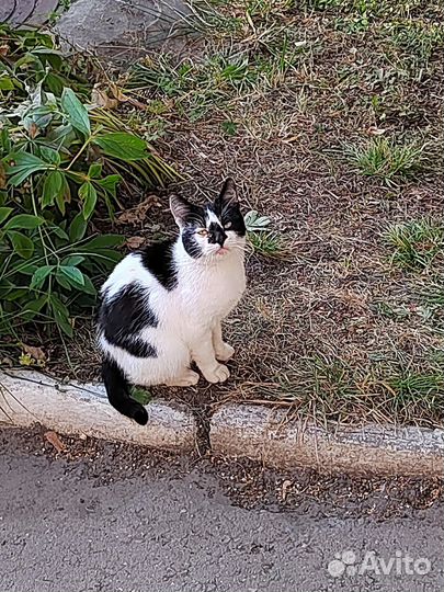 Кот Василий