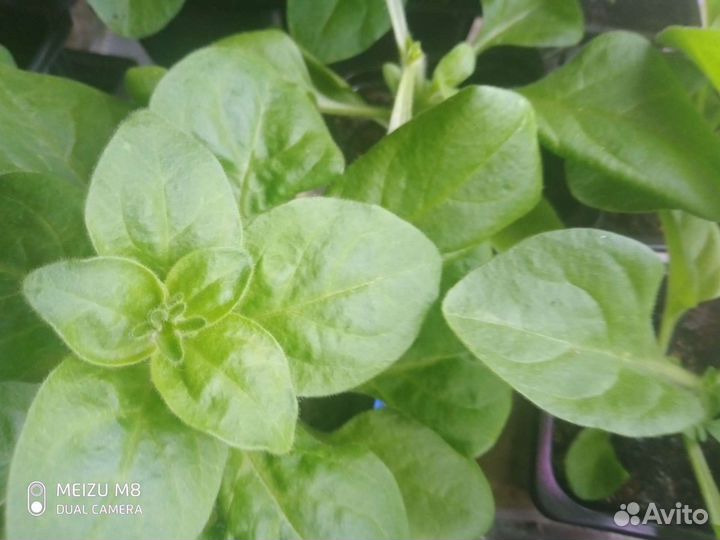 Рассада ассортимент