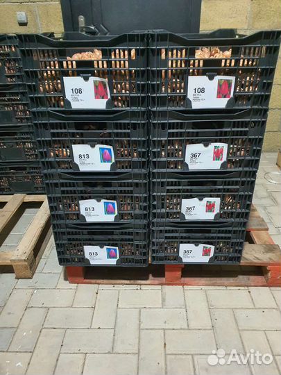 Набор 101 сорт тюльпан