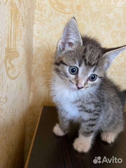 Кошки в добрые руки