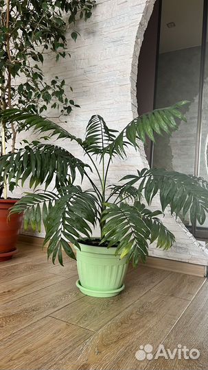 Замиокулькас