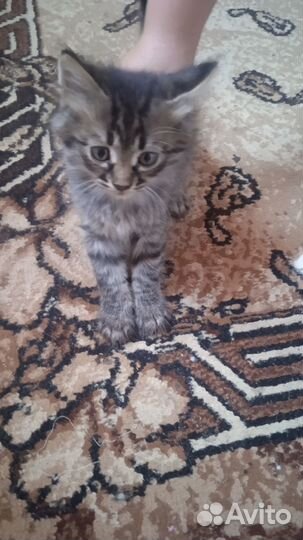 Отдам котенка в добрые руки