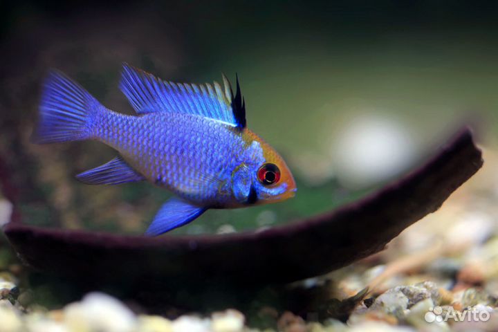 Аквариумные рыбки оптом