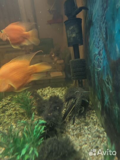 Продается аквариум с рыбками
