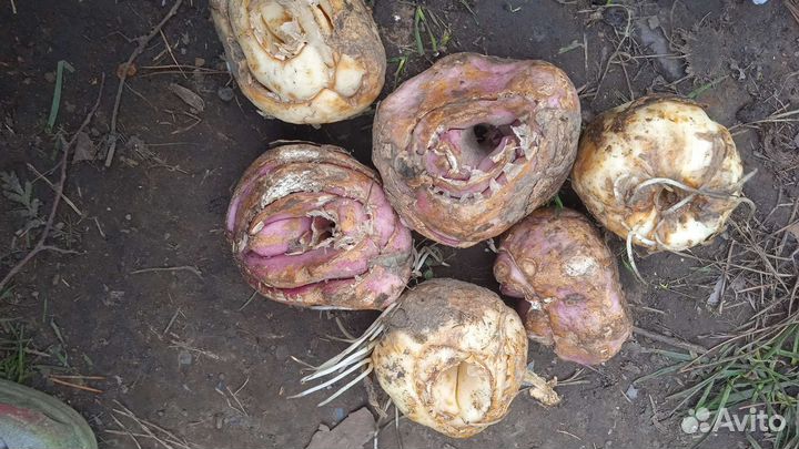 Рябчик императорский