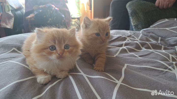 Рыжие котята в дар