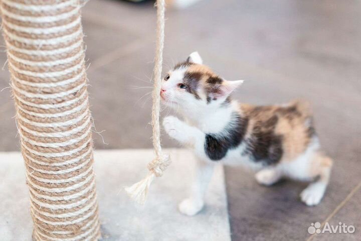 Трехцветная котенок девочка в добрые руки