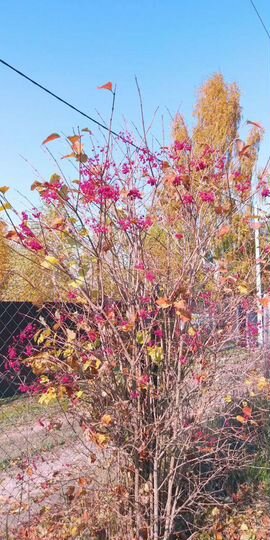 Дача 25 м² на участке 6 сот.