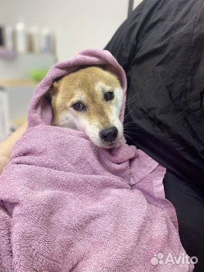 Экспресс-линька собак, корги, сиба, джеки, метисы