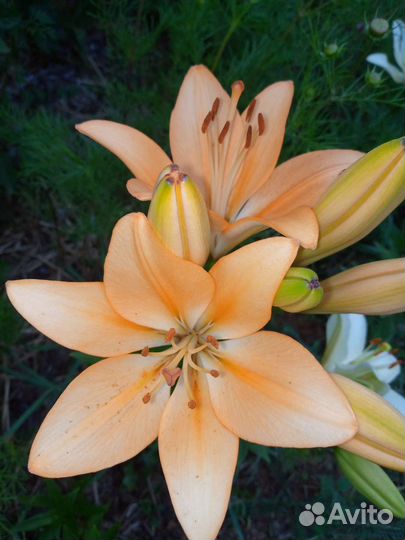 Дельфиниум, лилии