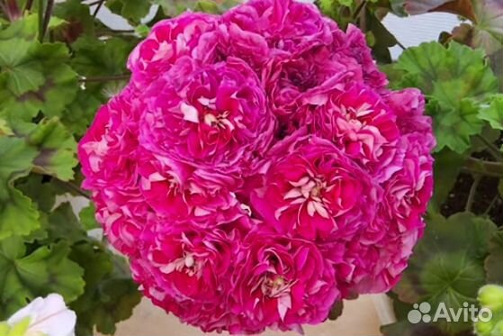 Пеларгония герань