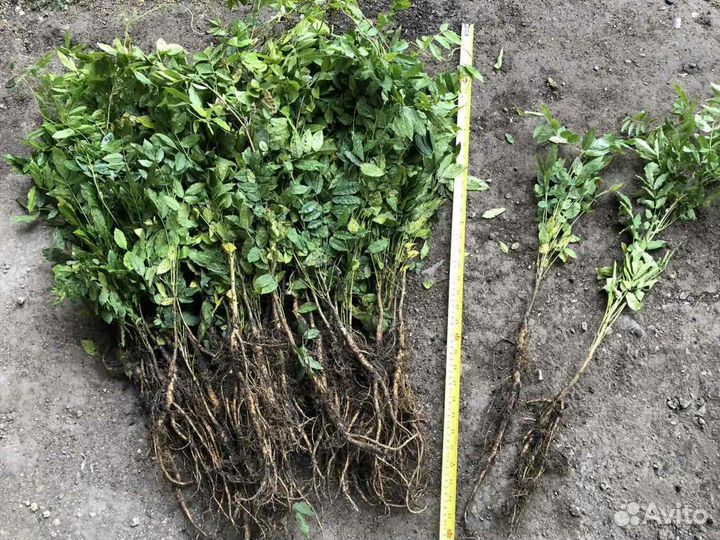 Глициния саженцы.блю мун