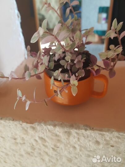 Комнатные цветы