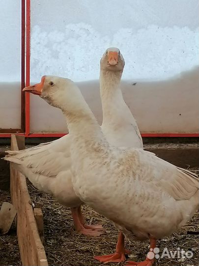 Гуси, гусята