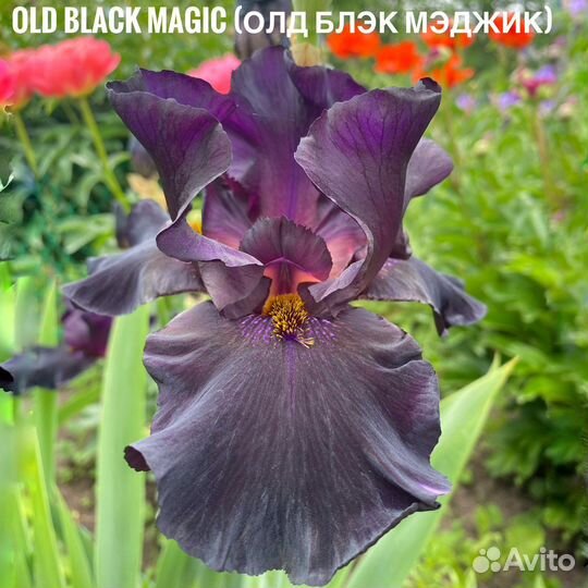 Ирис 15 сортов бородатый германский