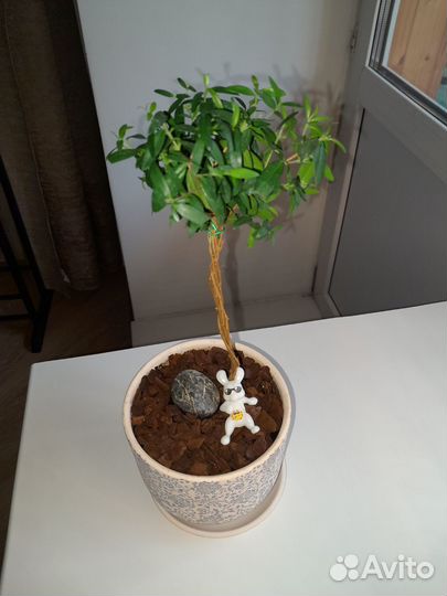 Мирт, детки