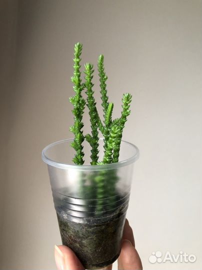 Крассула плауновидная (мускоза)