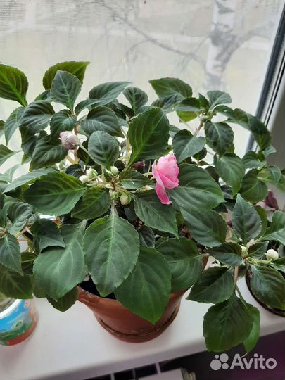 Ванька мокрый