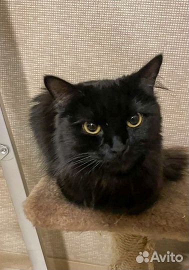 Шоколадная кошка