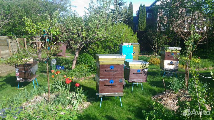 Пчёлы, Пчелосемьи, пчёлопакеты, матки - 2022г