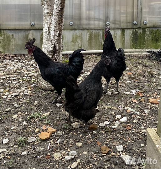 Инкубационное яйцо ухейилюй