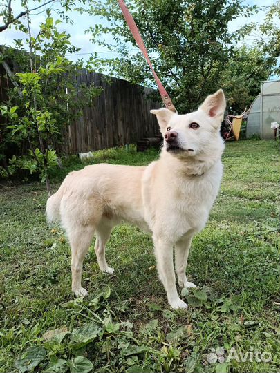 Швейцарская овчарка (метис)