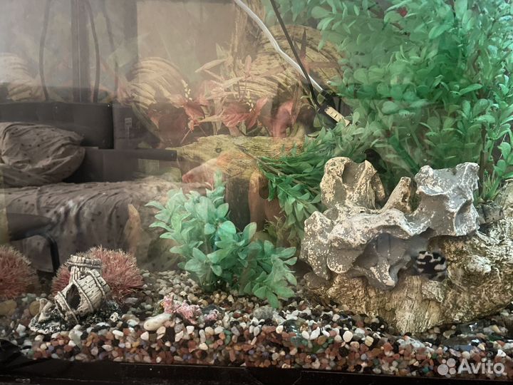 Аквариумные рыбки