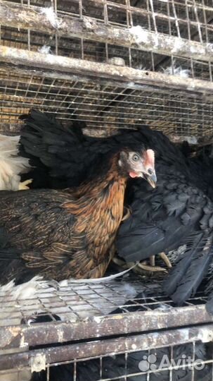 Куры чешский доминант, несутся