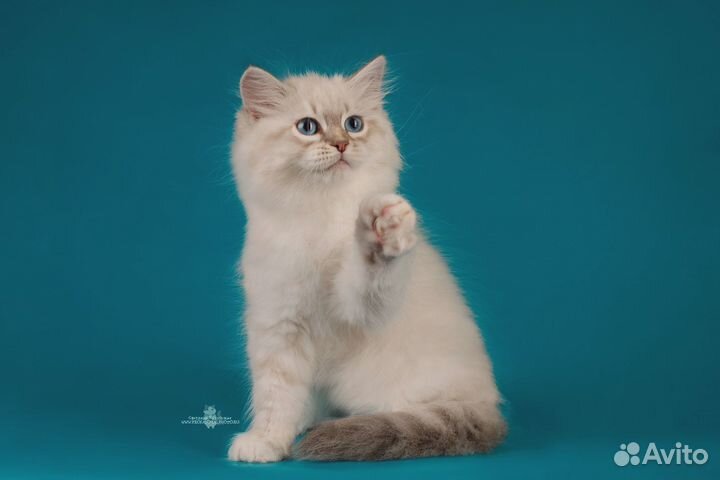 Котята для Вас