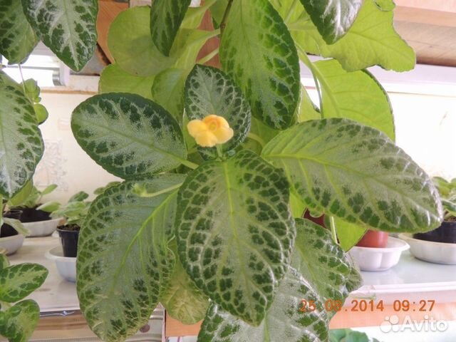 Продам Эписцию