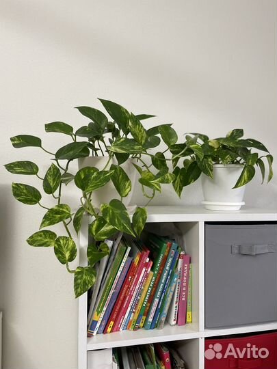 Сциндапсус Эпипремнум неон золотистый пиктус