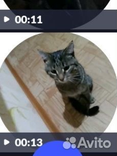 Потерялся кот