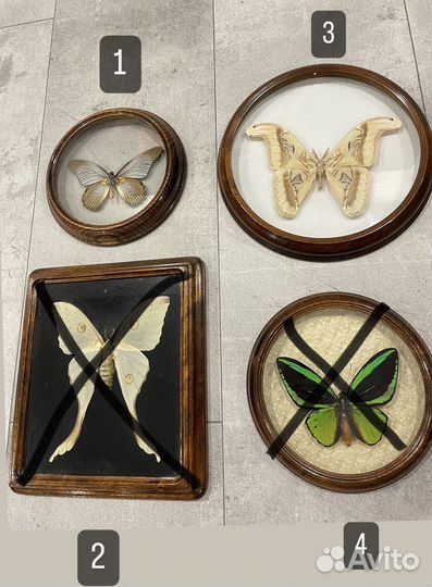 Бабочки в рамках