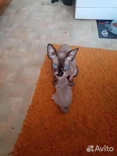 Котята девон-рекс девочки