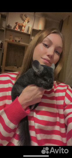 Шиншилла