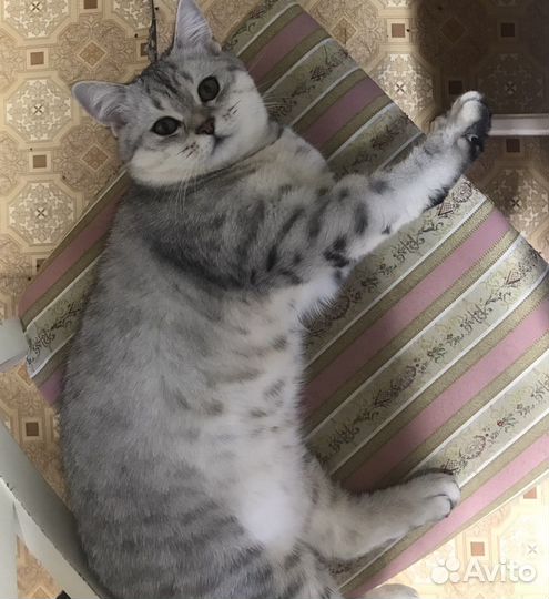 Шотландский кот вязка