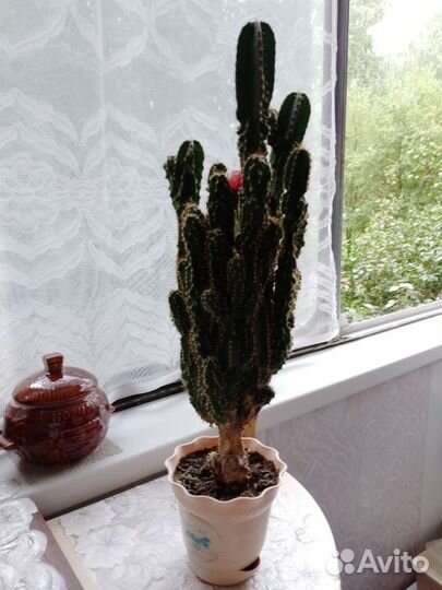 Китайская роза