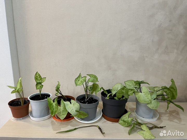 Комнатные растения (часть 3)