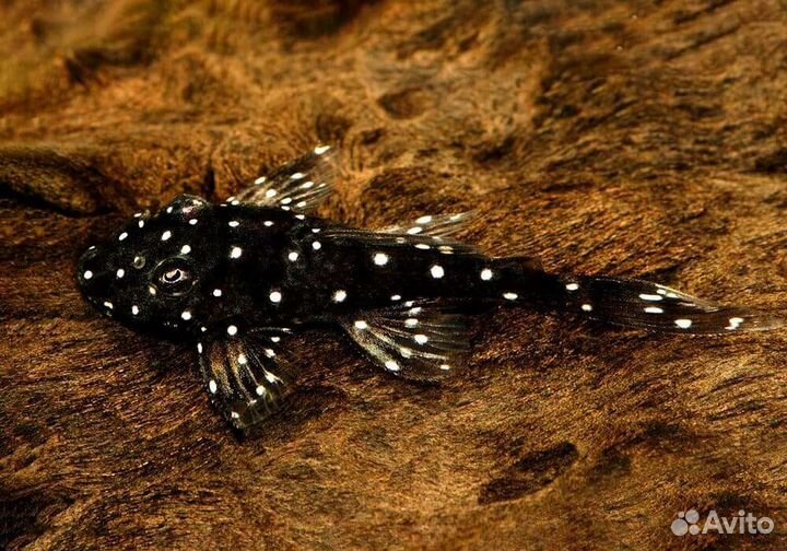 Номерные сомы L