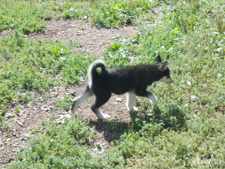 Собаки щенки лайки