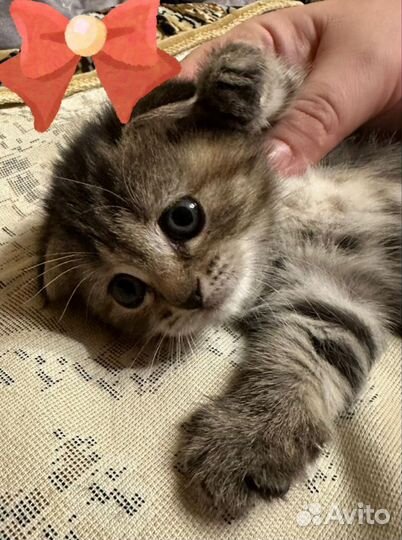 Котята шотландцы